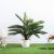 Cycas W/Pot A010Km - 100Cm