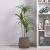 Dracaena Green W/Pot Ap043Ki - 130Cm