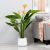 Strelitzia W/Pot A279Kf - 120Cm
