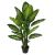 Dieffenbachia W/Pot A282Kb -120Cm