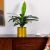 Dracaena Fragrans W/Pot B121Kss - 65Cm