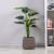 Philodendron W/Pot A209Kaj - 100Cm