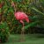 Flamingo Light Solar - Pink