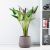 Pontederia Cordata W/Pot A213Ka - 110Cm