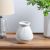 Ss22 Cellena Stripe Vase White 18X18X20Cm Cv11638-8-Cj-200577