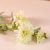 Rejoice White Wild Chrysanthemum L66Cm L21836/WH