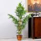 Bamboo Stem W/Pot D385Kg - 130Cm