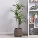 Dracaena Green W/Pot Ap043Ki - 130Cm