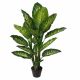 Dieffenbachia W/Pot A282Kb -120Cm