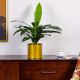 Dracaena Fragrans W/Pot B121Kss - 65Cm