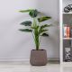 Philodendron W/Pot A209Kaj - 100Cm