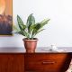 Aglaonema Gray & Green W/Pot Ap013Kll - 55Cm