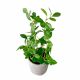 Artificial Plants With Cement Pot